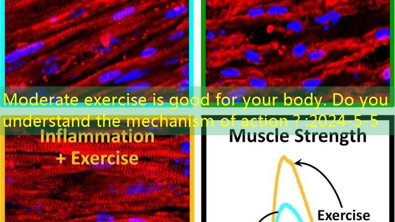 Moderate exercise is good for your body. Do you understand the mechanism of action？